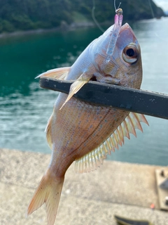 チャリコの釣果