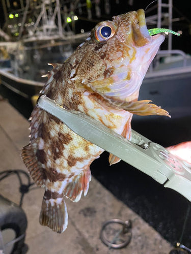 アラカブの釣果