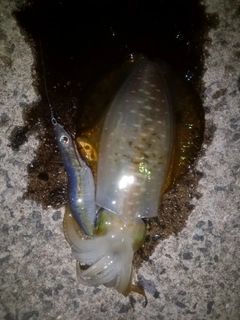 アオリイカの釣果