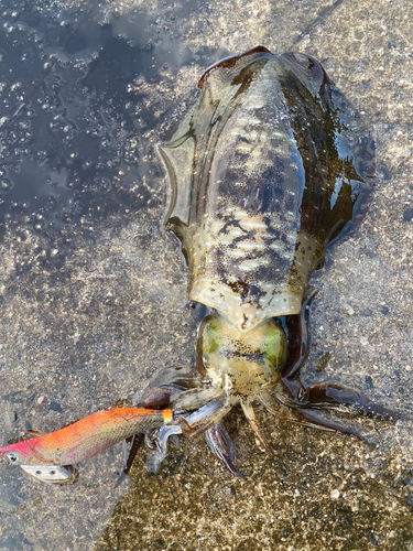 アオリイカの釣果