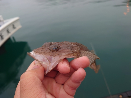 トカゲゴチの釣果