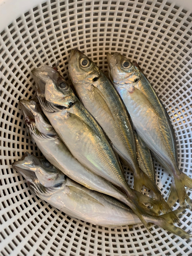 アジの釣果