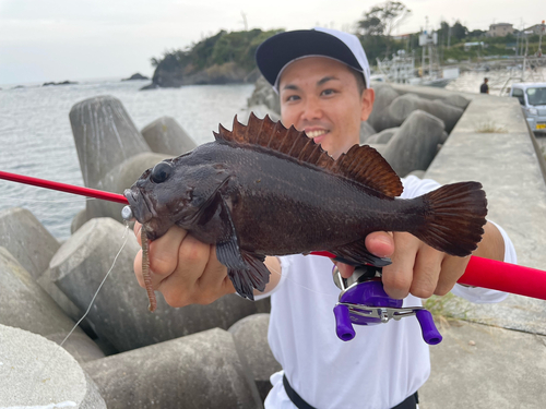 ムラソイの釣果