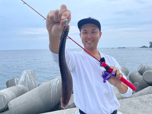 ダイナンギンポの釣果