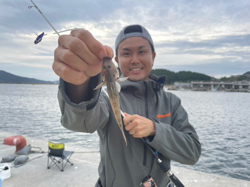 マハゼの釣果