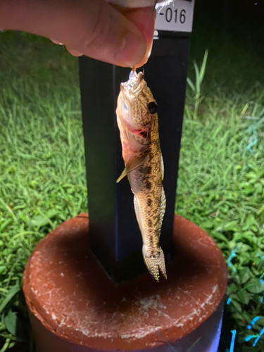 マハゼの釣果