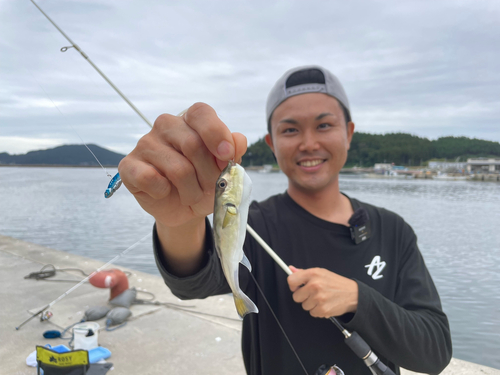 シロサバフグの釣果