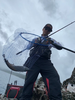 ヒメテングハギの釣果