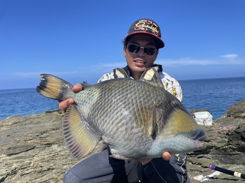 ゴマモンガラの釣果