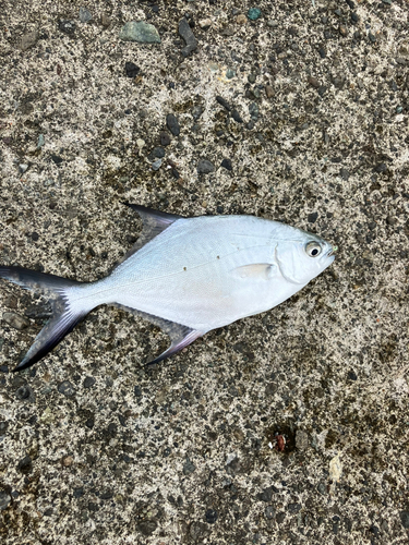 コバンアジの釣果