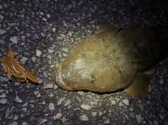 マゴチの釣果