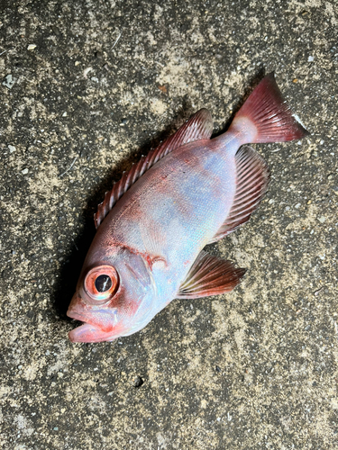 キントキダイの釣果