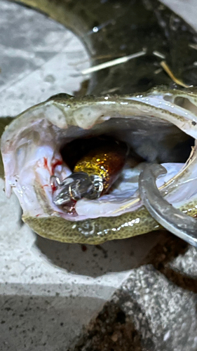 マゴチの釣果