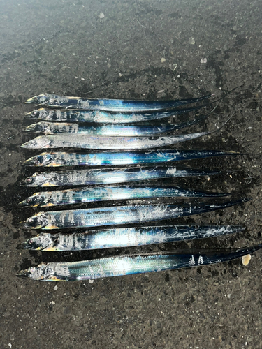 タチウオの釣果