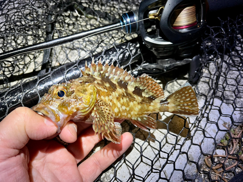 ガシラの釣果