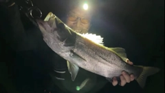 ヒラスズキの釣果