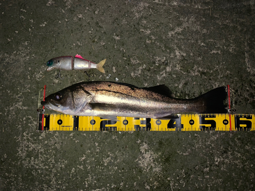 シーバスの釣果