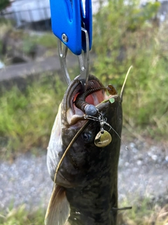 ナマズの釣果