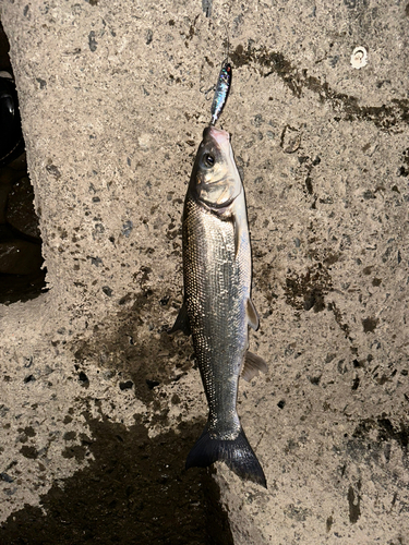 ウグイの釣果