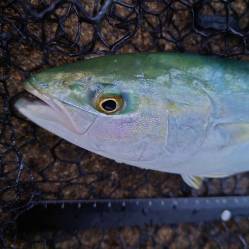 ツバイソの釣果