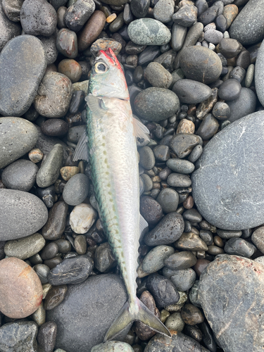 ゴマサバの釣果