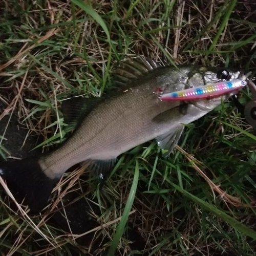 セイゴ（ヒラスズキ）の釣果