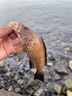 アカハタの釣果