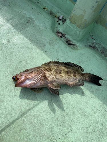 オオモンハタの釣果