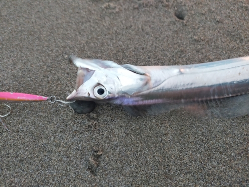 タチウオの釣果