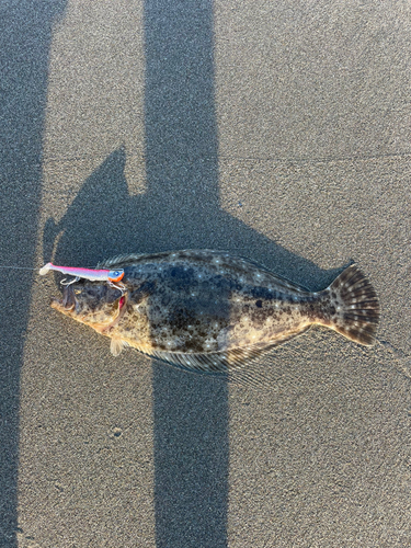 ヒラメの釣果