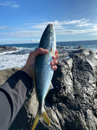 ワカシの釣果