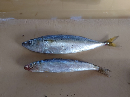 ウルメイワシの釣果