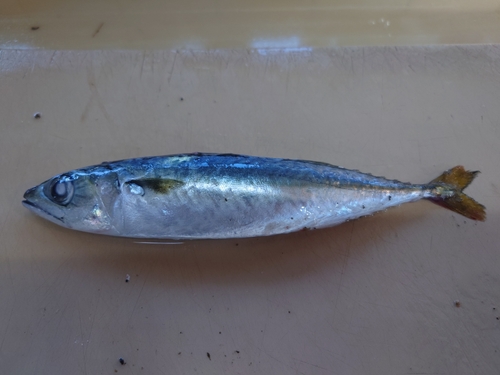 サバの釣果