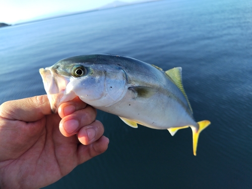 フクラギの釣果