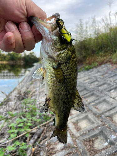 ラージマウスバスの釣果