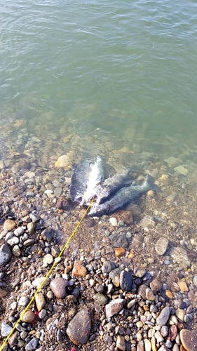 アキアジの釣果