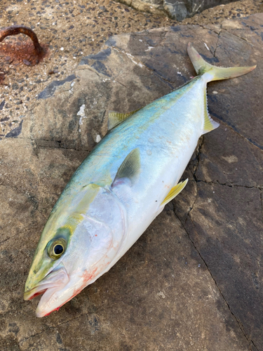 ヤズの釣果