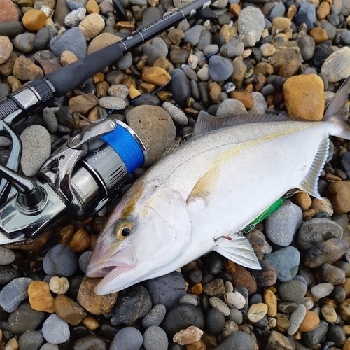 ショゴの釣果