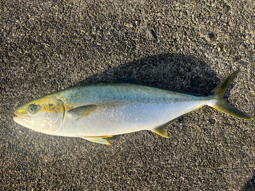 ヒラマサの釣果