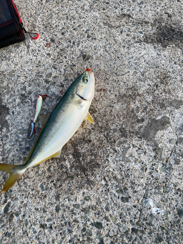 ツバスの釣果