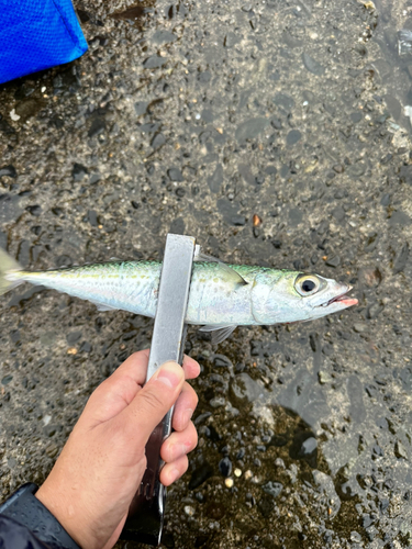 サバの釣果