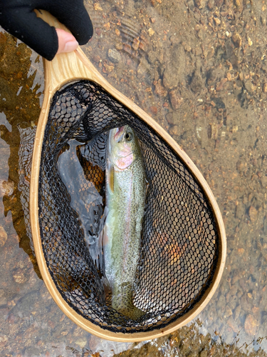 ニジマスの釣果