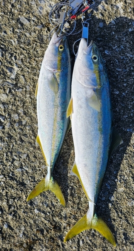 イナダの釣果