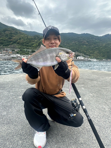 カンパチの釣果