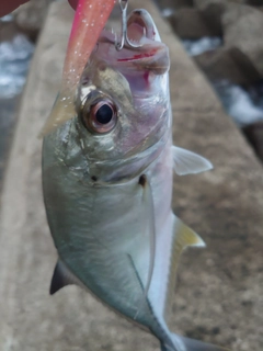 メッキの釣果