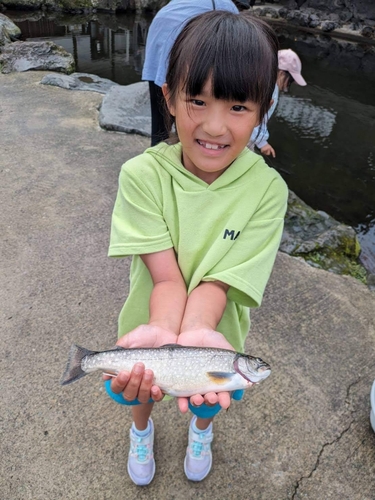 ブルックトラウトの釣果