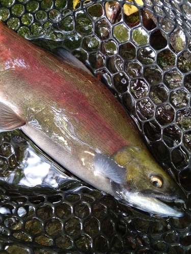 ヒメマスの釣果