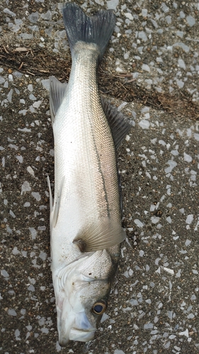 フッコ（マルスズキ）の釣果