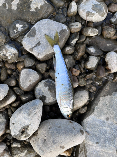 オイカワの釣果