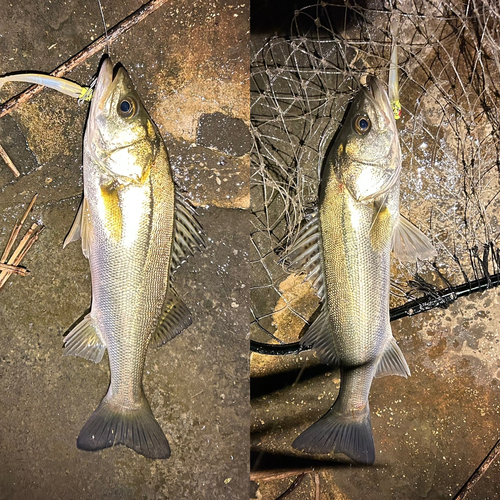 シーバスの釣果